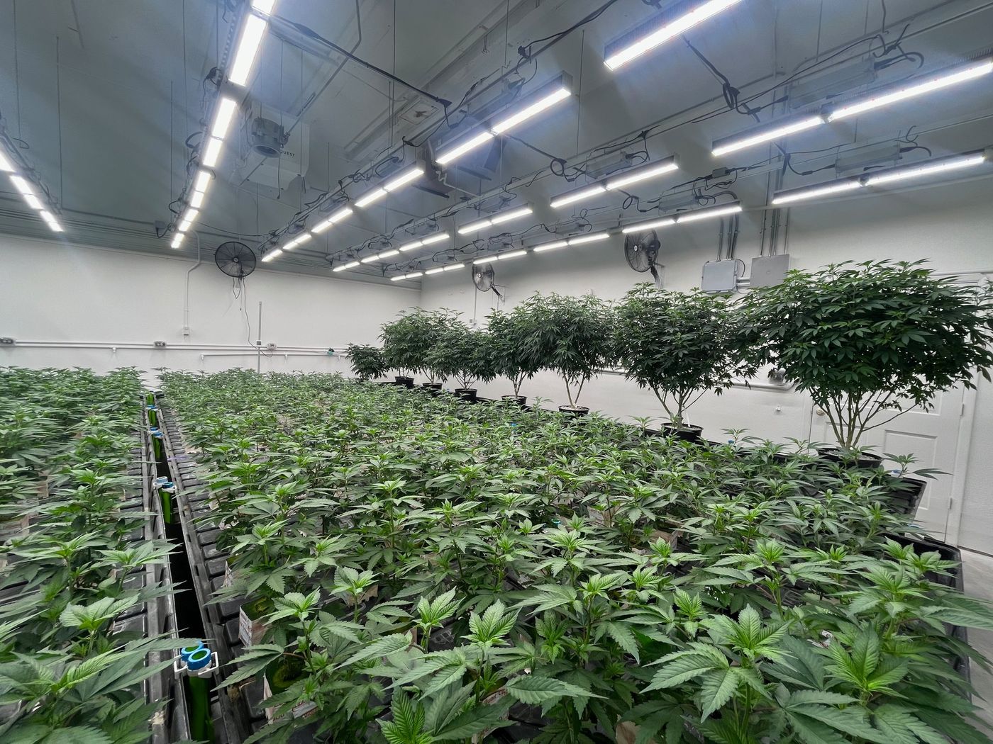 Rows of young plants under LED lights in Silver Sap's vegetative and mother room, with larger mother plants along the back wall.
